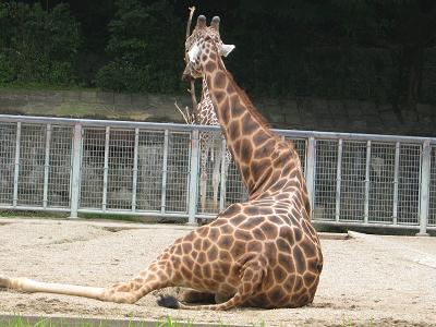 東山動物園 055.jpg