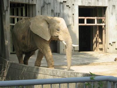 東山動物園 069.jpg