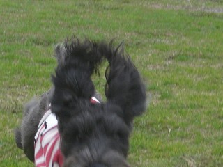 るーちん、走る2