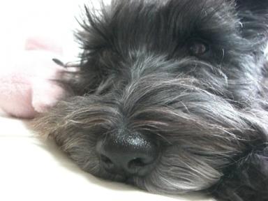 もっさいオヤジ顔