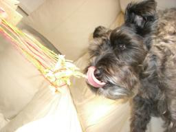 喰っちゃっていいですか？