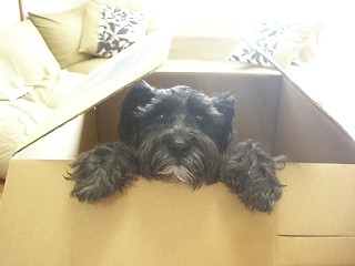 ヨバレテトビデテ・・・