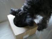 ボーロの匂いだ♪