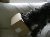 えぇ～い！まどろっこしい ｐ(｀Ｄ´＃)