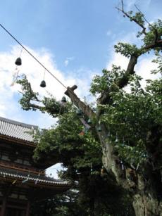 風鈴と青空.jpg