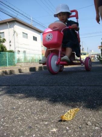 三輪車でおさんぽ