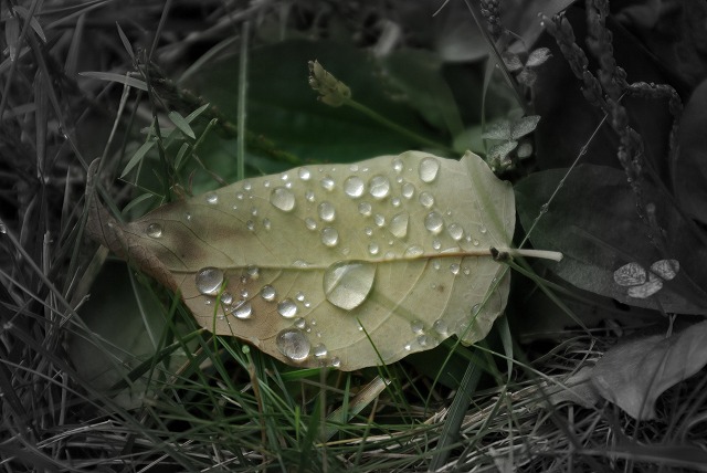 雨上がり.jpg