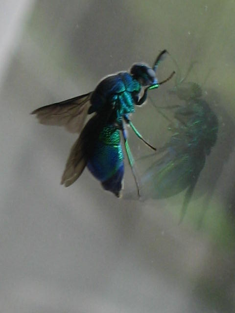 青い蜂