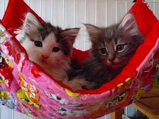 雛ちゃんの出産に立ち会った子猫達