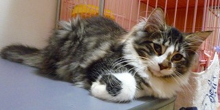 こぐまちゃんも観察中