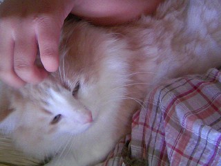 今年も刈られたムー君