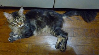 紫苑もカット-1