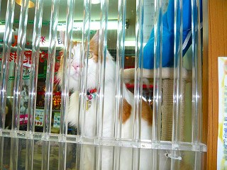 台湾ペットショップの猫