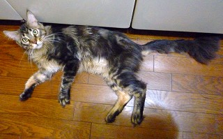 メインクーン紫苑君のサマーカット