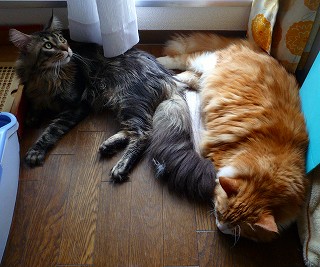 メインクーンの紫苑君-1