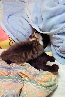 じゃれてるライオネル君