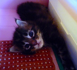 器用な寝像のメインの子