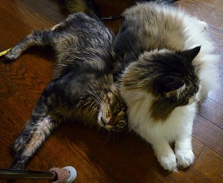 お茶目だと思っている紫苑君