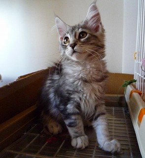 2010.02.19  レベッカシルバーの男の子猫-3