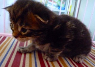 メインクーンの子猫2008-1