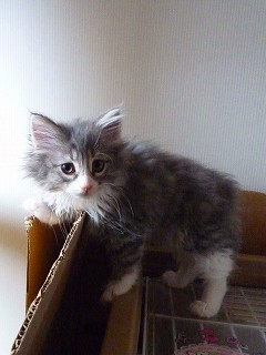 2010.03.21ノルブルー＆W女の子-1