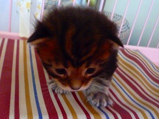 メインクーンの赤ちゃん2008-1