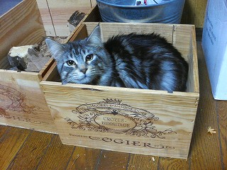 いたずらっこ　ナポちゃん