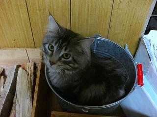 かくれんぼ・ナポ君