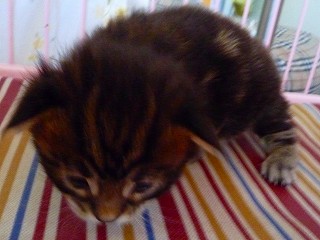 メインクーンの子猫2008-2
