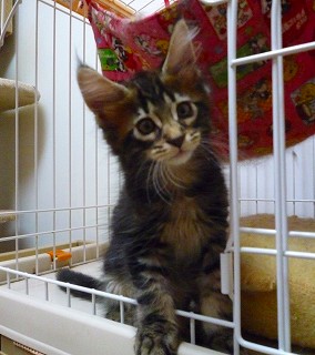 にゃんもっくと一緒