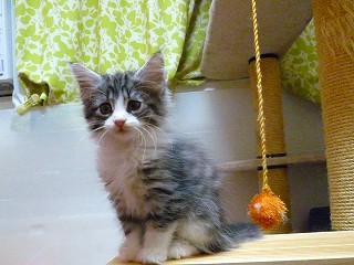 シルバーの女の子-1