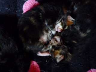 メインクーンの子猫達2