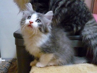 ブルーの女の子-1