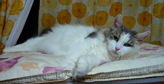 撮影に気が付くラクス