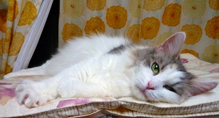 観察中のラクス