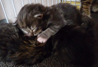 ノル子猫・生後一週間1