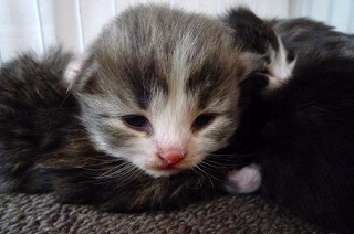 ノル子猫・目が開いたよ♪