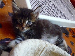 猫砂を顔に付けて寝ていた女の子