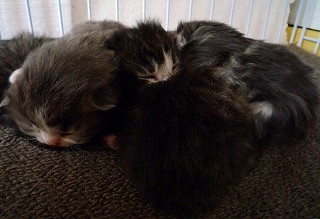 ノル子猫・生後一週間　2