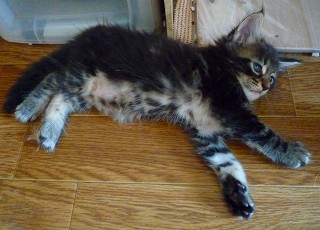 行き倒れ中の男の子