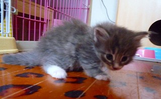 カメラを警戒するノル男の子