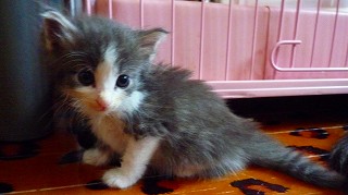 やんちゃなノル女の子