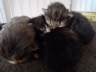 ノル子猫達・ぬくぬく保温
