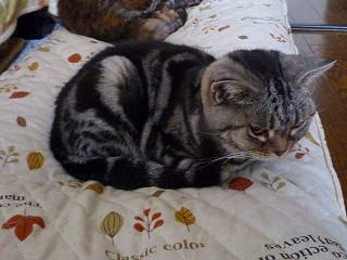 アメショー・エルザの近況