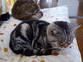 アメショーのエルザ