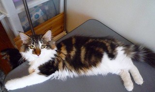 子猫観察中の小春ちゃん