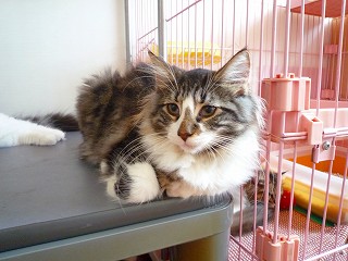 一緒に遊びたいこぐまちゃん