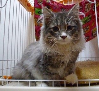 不器用ビビりん