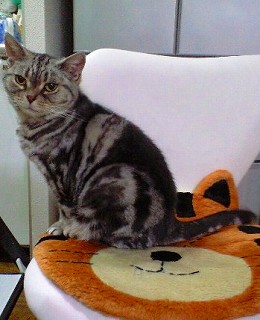 アメショーのエルザ