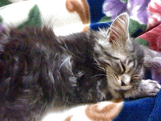 メインクーンのレイちゃん-2